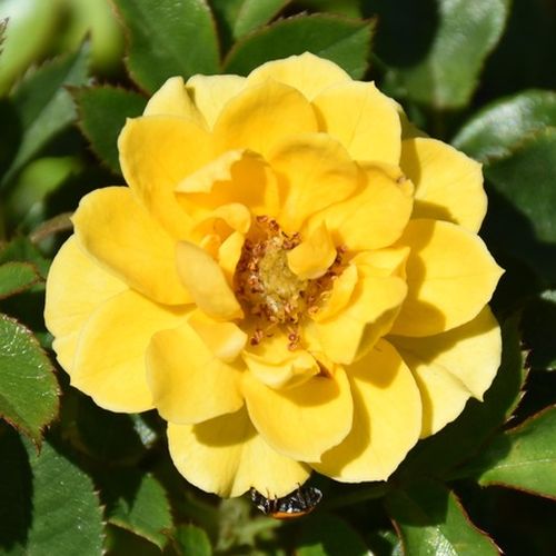 Sárga - Rózsa - Luccy® - Online rózsa vásárlás
